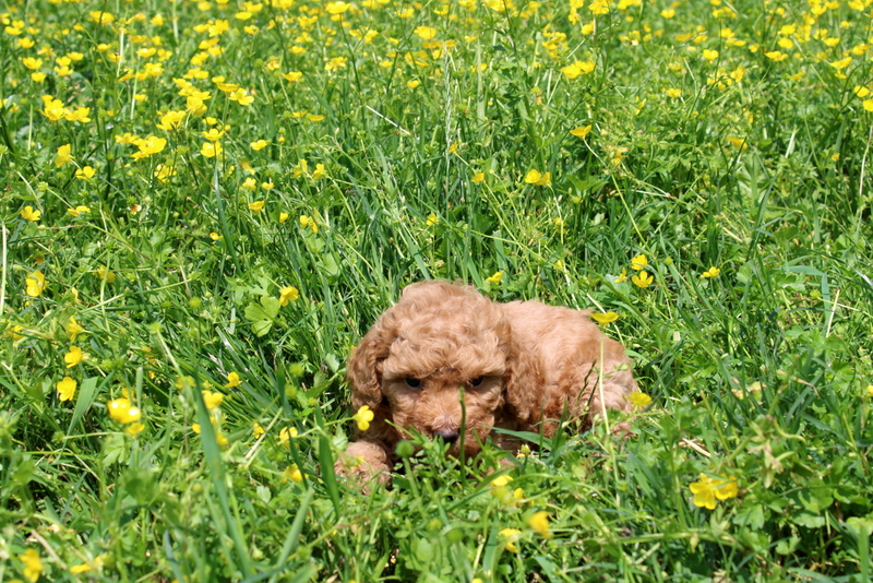 puppy, for, sale, Mini Poodle, Matthew B. Stoltzfus, dog, breeder, Gap, PA, dog-breeder, puppy-for-sale, forsale, nearby, find, puppyfind, locator, puppylocator, aca